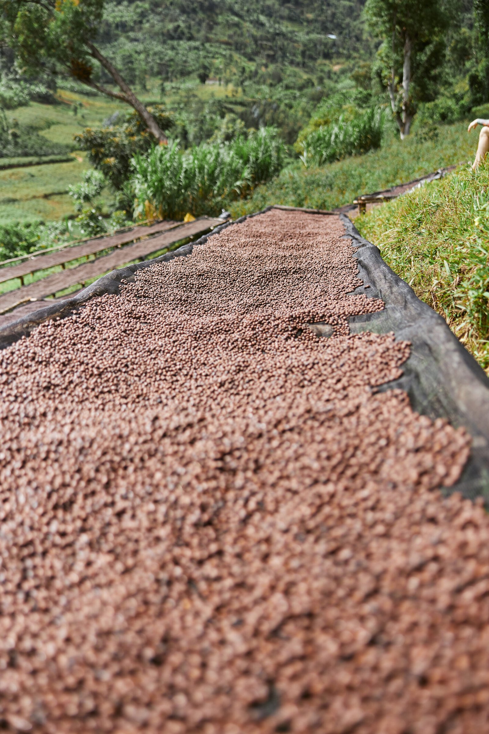 cocoa beans drying under the sun on mats