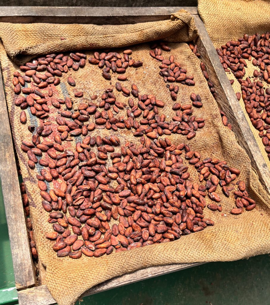 cocoa beans fermenting in wooden boxes