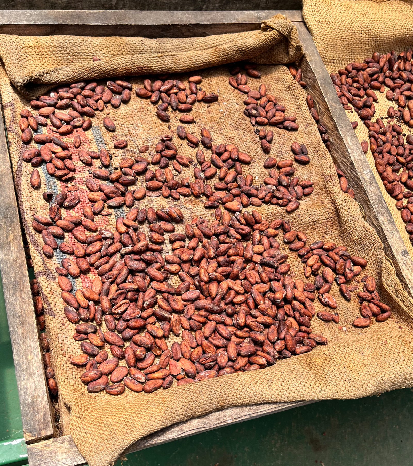 cocoa beans fermenting in wooden boxes